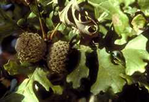 The Bur Oak tree will delight you so get one soon from Ali's Nursery