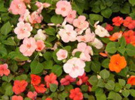 Beautiful, colorful annuals at Ali's Nursery and Garden Center in Plantsville, CT