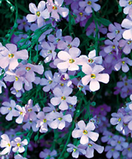 Bacopa available at Ali's Nursery, Plantsville, CT