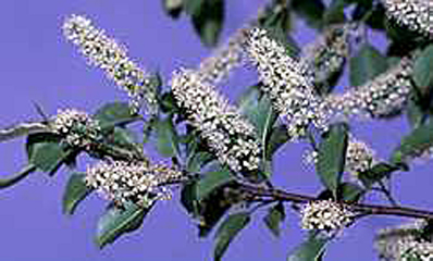 Black cherry trees are beautiful in season so get one or more from Ali's Nursery in Plantsville
