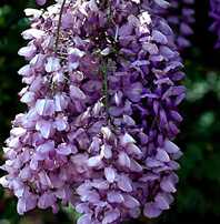 Ali's Nursery has Blue Chinese Wisteria, one of the flowering vines.
