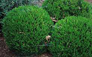 Boxwood shrubs are available at Ali's Nursery