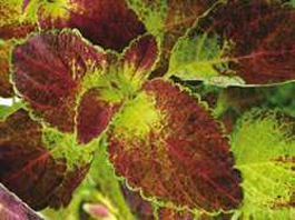 Coleus available at Ali's Nursery, Plantsville, CT