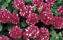 Geraniums available at Ali's Nursery, Plantsville, CT