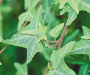 Gold Star Ivy, a popular vine, is available at Ali's Nursery in Plantsville, CT