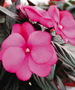 New Guinea Impatiens available at Ali's Nursery, Plantsville, CT