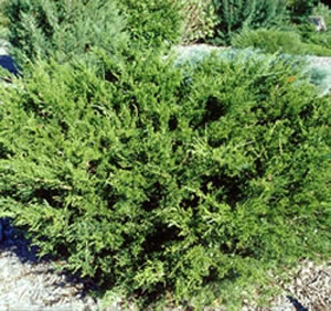 The Juniper is an example of one of our nice evergreen shrubs.