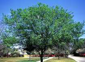 Get a healthy Lacebark Elm tree at Ali's Nursery