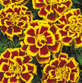 Marigolds available at Ali's Nursery, Plantsville, CT