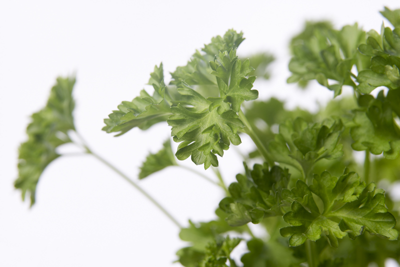 Get the best parsley from Ali's Nursery, Plantsville, CT