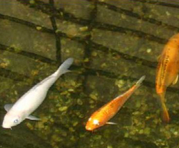 Get your aquatic supplies at Ali's Nursery in Plantsville, CT