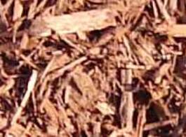 Bright Red Mulch - Ali's Nursery