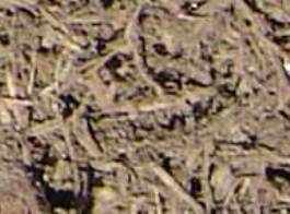 Straight Cedar Mulch - Ali's Nursery