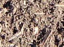 Pine Mulch - Ali's Nursery