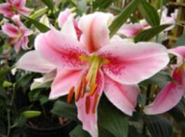 Beautiful, colorful perennials at Ali's Nursery and Garden Center in Plantsville, CT