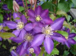 If you like leaves and flowers that grow on vines, come to Ali's Nursery