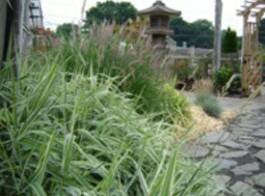 Ali's Nursery will recommend the right grass to enhance your landscape or lawn.