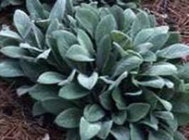 Enhance your landscaped areas with healthy ground cover from Ali's Nursery