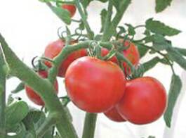 Grow the vegetable garden of your dreams with products from Ali's Nursery