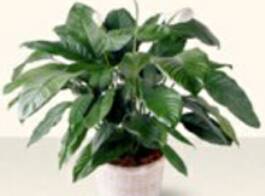 Get the best plants for your home and porch from Ali's Nursery