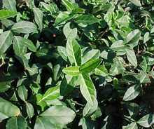 The bright green Purple Wintercreeper is available at Ali's Nursery, Plantsville, CT