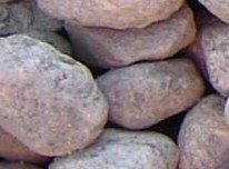 Sea Stone - Ali's Nursery