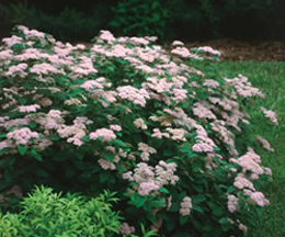 An example of one of our shrubs in full bloom.