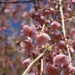Beautiful pink blossoms will open on a Weeping Cherry tree from our stock at Ali's Nursery