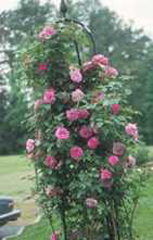 Get beautiful Zepherine Drouhin roses at Ali's Nursery